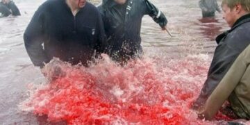 Ήρθε η εποχή του χρόνου που το νερό βάφεται κόκκινο