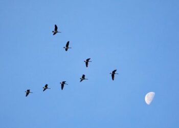 Γιατί τα πουλιά πετούν σε σχηματισμό V;