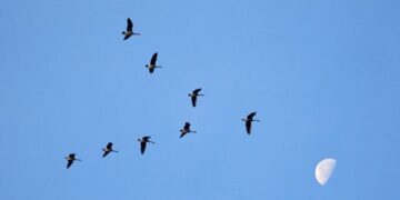 Γιατί τα πουλιά πετούν σε σχηματισμό V;