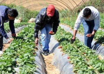 Δέκα αιτήσεις για 4.400 θέσεις στη συγκομιδή φράουλας στη Μανωλάδα