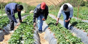 Δέκα αιτήσεις για 4.400 θέσεις στη συγκομιδή φράουλας στη Μανωλάδα