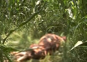 ΠΤΟΛΕΜΑΪΔΑ: ΑΡΚΟΥΔΑ ΣΚΟΤΩΣΕ 3 ΓΟΥΡΟΥΝΙΑ (video)