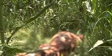 ΠΤΟΛΕΜΑΪΔΑ: ΑΡΚΟΥΔΑ ΣΚΟΤΩΣΕ 3 ΓΟΥΡΟΥΝΙΑ (video)