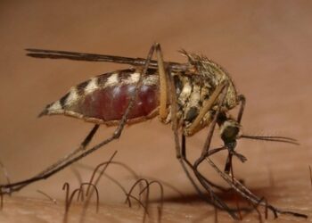 Συναγερμός σε όλη τη χώρα για τον ιό του Δυτικού Νείλου – Άλλα δύο κρούσματα σε Αττική και Θεσσαλονίκη
