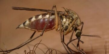 Συναγερμός σε όλη τη χώρα για τον ιό του Δυτικού Νείλου – Άλλα δύο κρούσματα σε Αττική και Θεσσαλονίκη