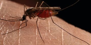 8 παράγοντες για τους οποίους σε προτιμούν τα κουνούπια