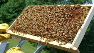 Εκπαίδευση μελισσοκόμων από το Μελισσοκομικό Σύλλογο Π.Ε. Κοζάνης