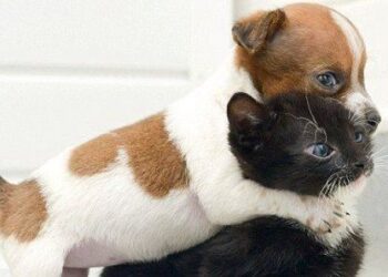 Γιατί πρέπει να έχουμε κατοικίδια; Πώς οφελούν την υγεία μας;