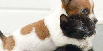 Γιατί πρέπει να έχουμε κατοικίδια; Πώς οφελούν την υγεία μας;