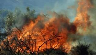 Κάηκε πευκοδάσος στα “Παρχάρια” του Βερμίου