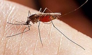 Πείτε «αντίο» στα κουνούπια