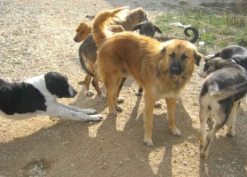 Έριξαν ξανά φόλες στην Πτολεμαΐδα