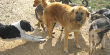 Έριξαν ξανά φόλες στην Πτολεμαΐδα