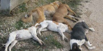 Θανάτωσαν με φόλες άλλα 15 αδέσποτα στην Πτολεμαΐδα