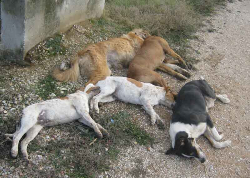 Θανάτωσαν με φόλες άλλα 15 αδέσποτα στην Πτολεμαΐδα