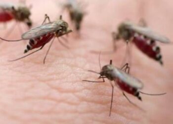 Γιατί μας τσιμπάνε τα κουνούπια;