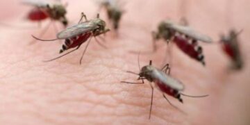 Γιατί μας τσιμπάνε τα κουνούπια;