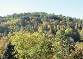 Αλβανικά κυκλώματα αφανίζουν τα παρθένα δάση στο Γράμμο