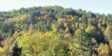 Αλβανικά κυκλώματα αφανίζουν τα παρθένα δάση στο Γράμμο