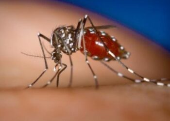 Πρώτος νεκρός από τον ιό του Δυτικού Νείλου – Συναγερμός στο ΚΕΕΛΠΝΟ