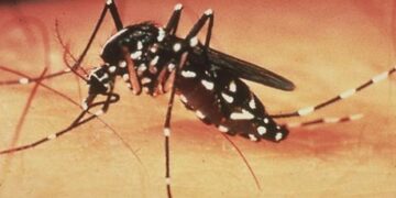 Να τι συμβαίνει στο σώμα μας όταν μας τσιμπά κουνούπι (video)