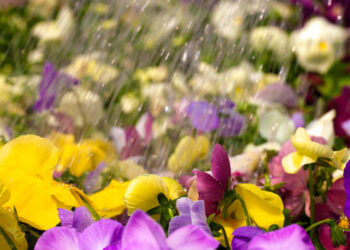 Πώς θα ποτίζονται τα φυτά σας στις διακοπές