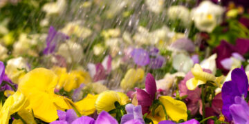 Πώς θα ποτίζονται τα φυτά σας στις διακοπές