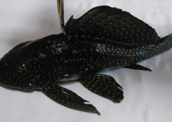 Ψάρι του Αμαζονίου στα νερά της λίμνης της Καστοριάς