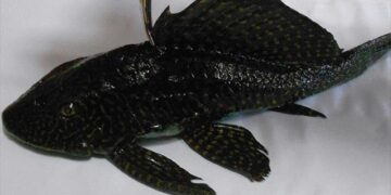 Ψάρι του Αμαζονίου στα νερά της λίμνης της Καστοριάς