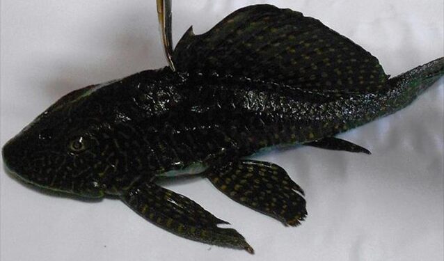 Ψάρι του Αμαζονίου στα νερά της λίμνης της Καστοριάς