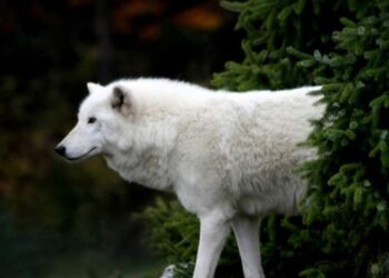 Υπέροχα ζώα σε χρώμα λευκό!