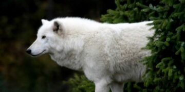 Υπέροχα ζώα σε χρώμα λευκό!