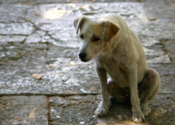 ΡΕΥΜΑ ΠΟΛΙΤΩΝ ΕΟΡΔΑΙΑΣ: Όταν δεν σέβεσαι την ζωή δεν σέβεσαι τον κοινωνικό χώρο