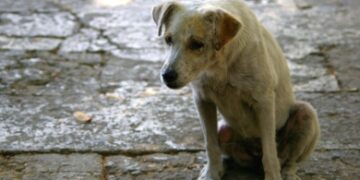 ΡΕΥΜΑ ΠΟΛΙΤΩΝ ΕΟΡΔΑΙΑΣ: Όταν δεν σέβεσαι την ζωή δεν σέβεσαι τον κοινωνικό χώρο