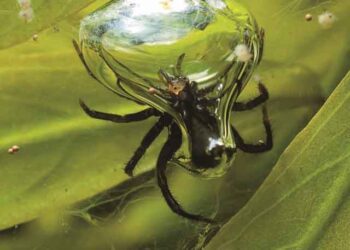 Αράχνη στο νερό για 24 ώρες