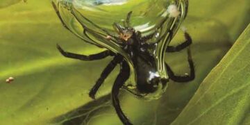 Αράχνη στο νερό για 24 ώρες