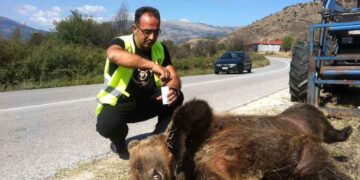 ΑΡΚΤΟΥΡΟΣ: Νεκρή αρκούδα χτυπημένη από αυτοκίνητο και… εγκαταλελειμμένη