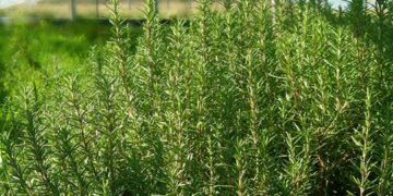 Δύο καλλιέργειες με κέρδη και δυνατότητα επιδοτήσεων