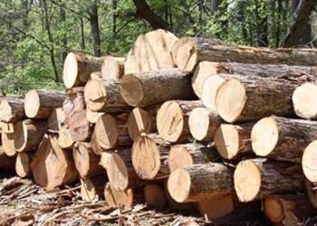 Ασύδοτη δράση λαθροϋλοτόμων στο Γράμμο