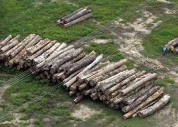 Άρχισαν τη “δράση” τους οι λαθροϋλοτόμοι