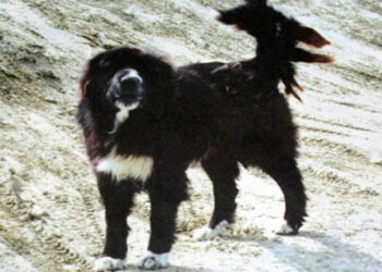 ΤΣΟΤΥΛΙ: Εκδήλωση για τον Ελληνικό Ποιμενικό Σκύλο