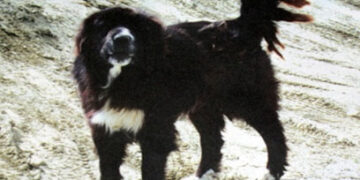 ΤΣΟΤΥΛΙ: Εκδήλωση για τον Ελληνικό Ποιμενικό Σκύλο