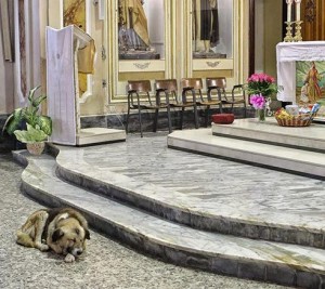 ciccio-dog-goes-to-church-1-