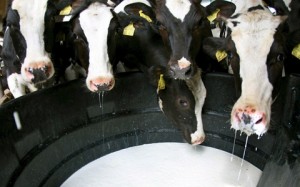 Farmers' protests against milk prices