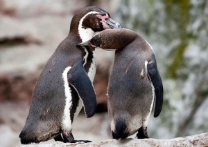 PINGUINS2_498_355