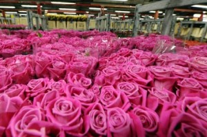 newego_LARGE_t_1101_8489387_type12128