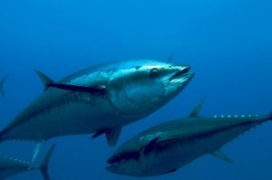 BE3C555FA2AE6952206D4C7F9394519A