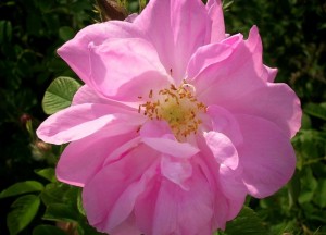 rosa damascena