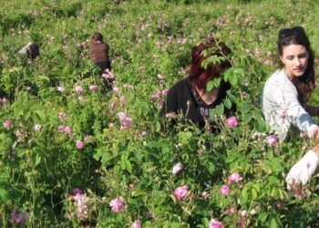 Αρωμα “χρυσών” επιδοτήσεων για αρωματικά φυτά