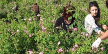 Αρωμα “χρυσών” επιδοτήσεων για αρωματικά φυτά
